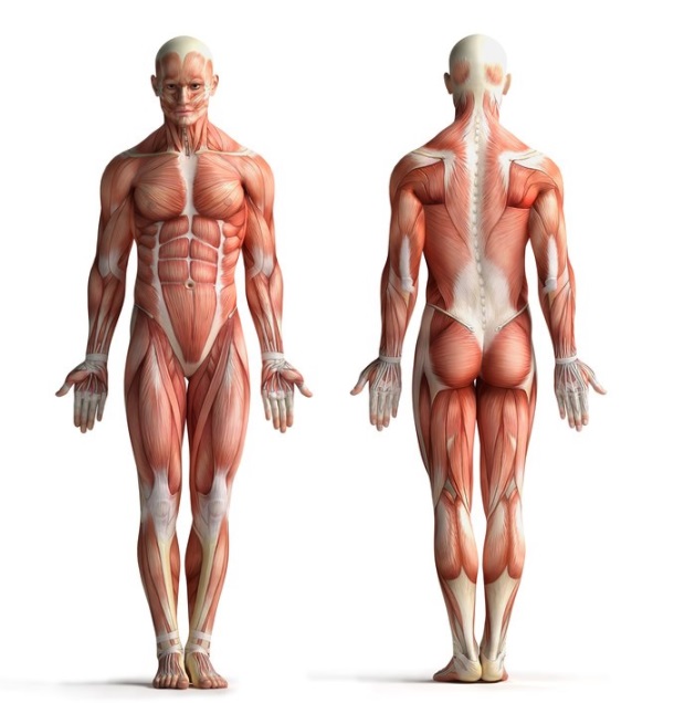 Een korte kennismaking met spieren (anatomie) Surfplaza.be